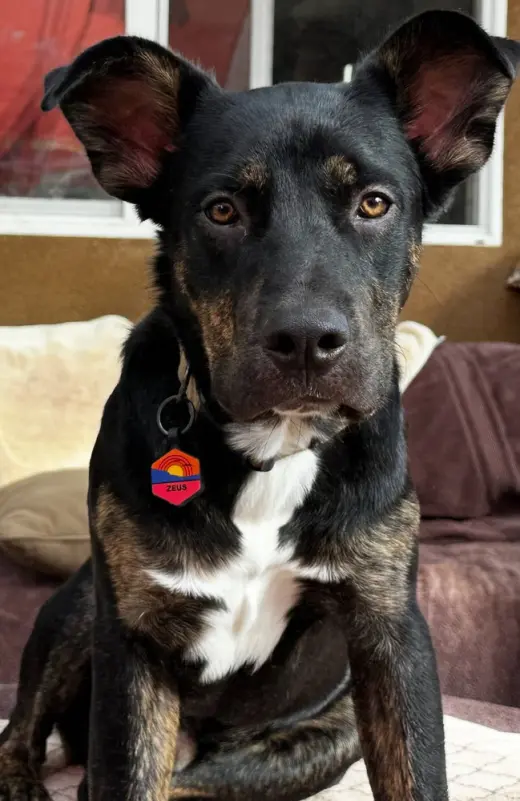 Zeus formerly Bentley