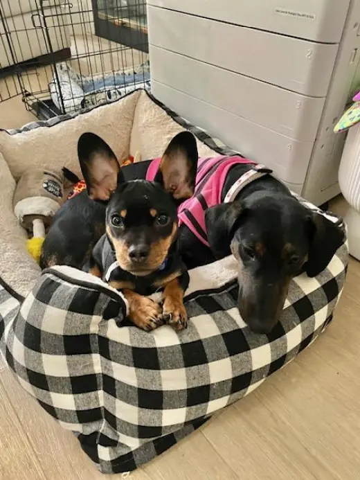 Puppy Norman  -  Bonded With Daisy  - So Ca