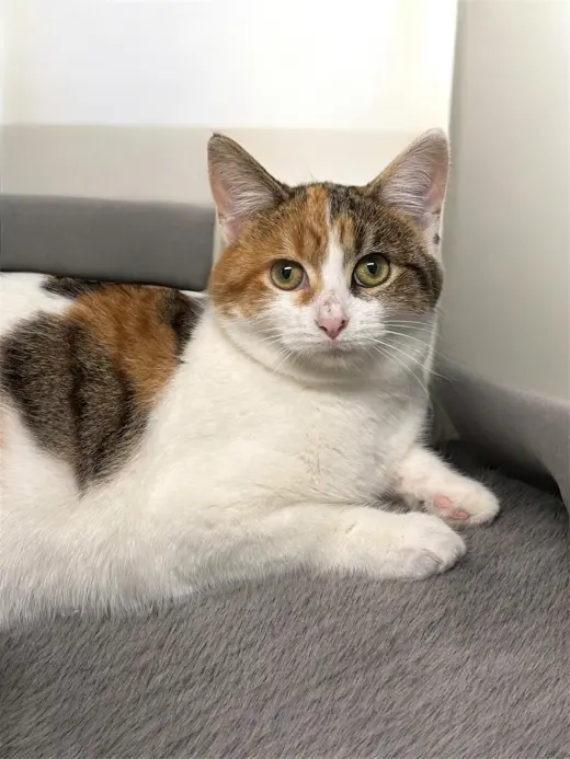 Simone