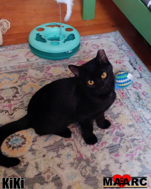 KiKi
