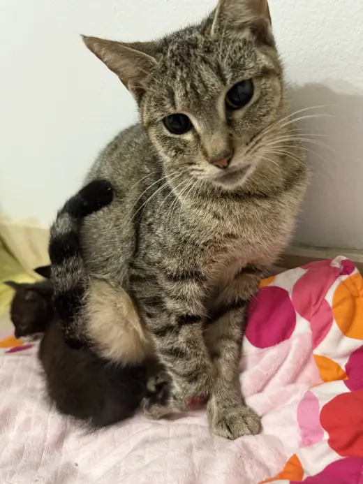 Tabi Tri pod tabby girl