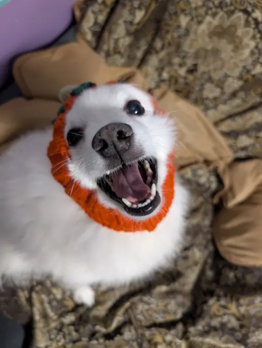 Oso