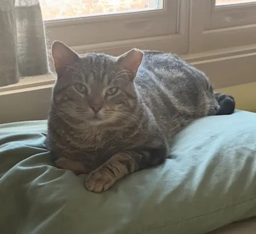 Apollo