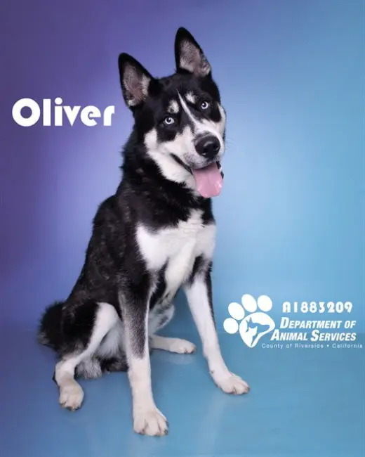 OLIVER