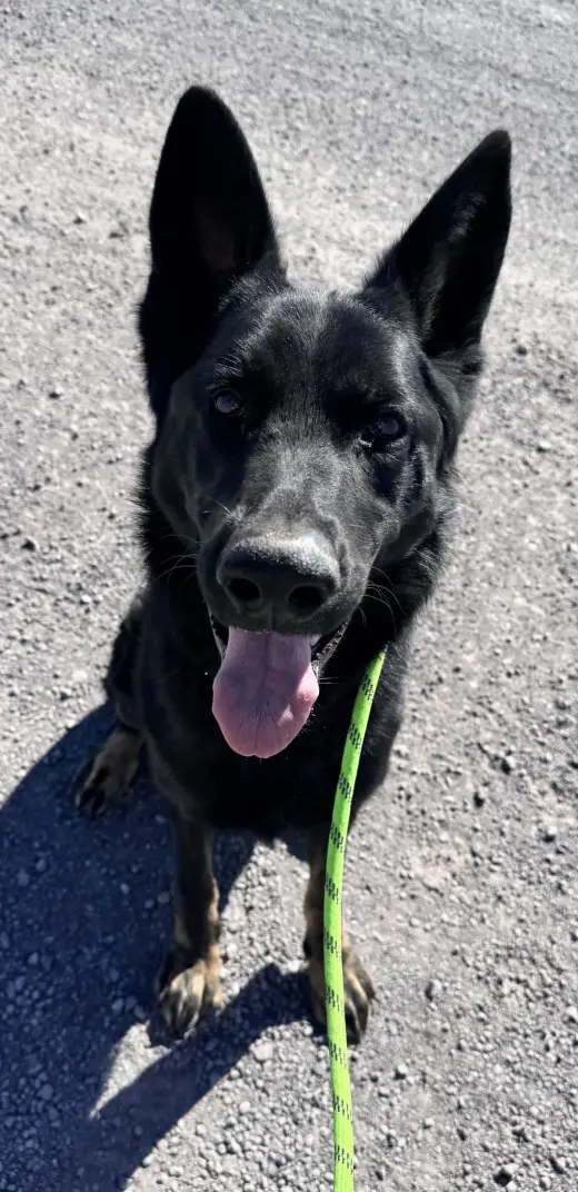 Levi