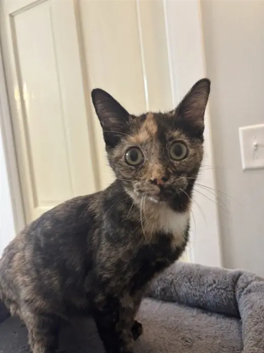PENNY
