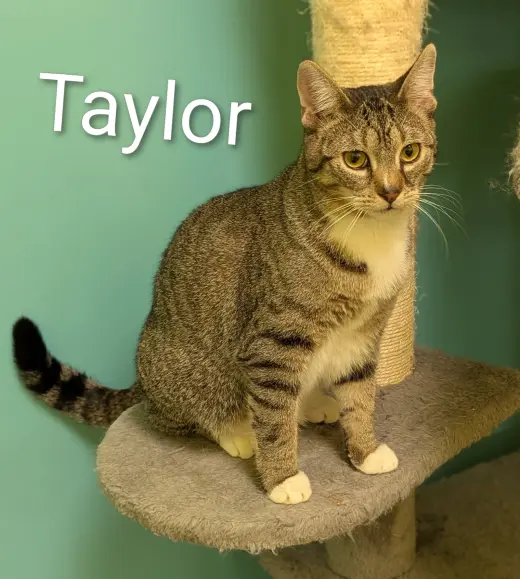 Taylor