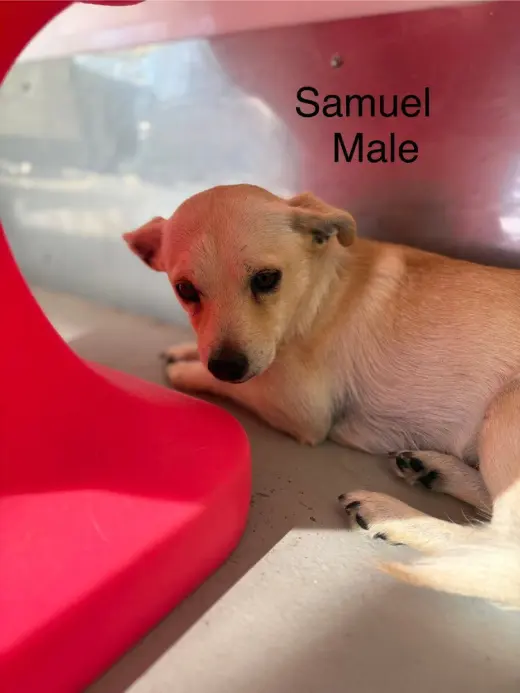 Samuel #0289