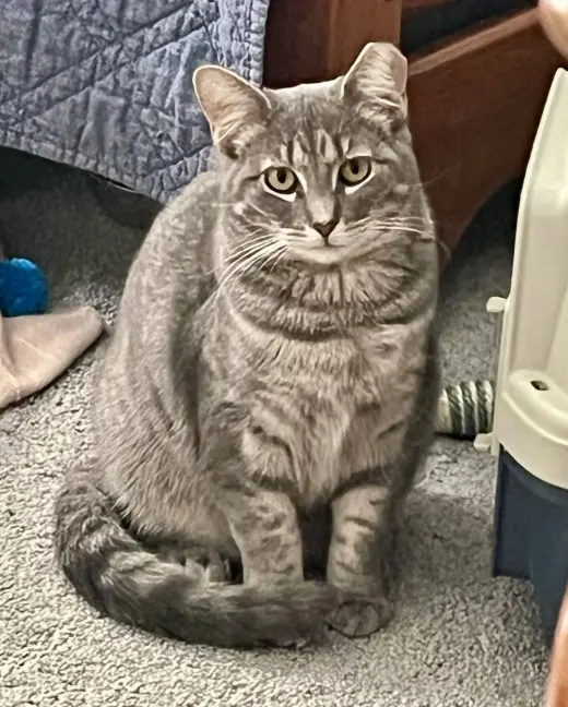 Astrid