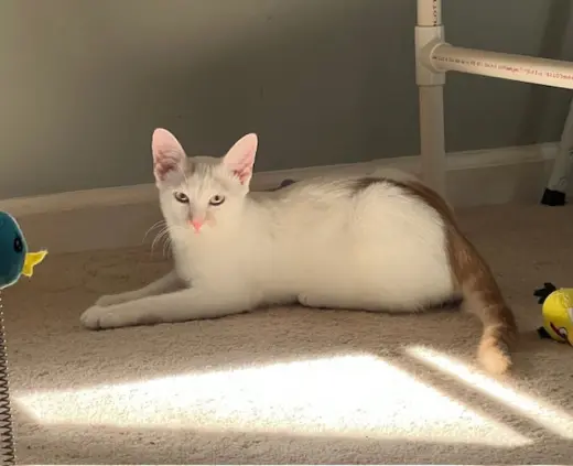 OBIE