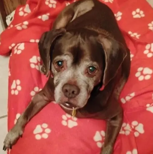 Lady aka Ladybug - BONDED WITH LEO!!