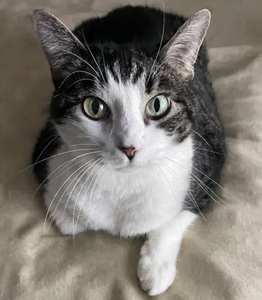 Tilly