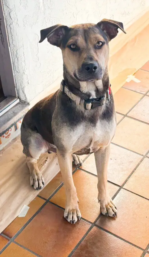 Buddy - Courtesy Post