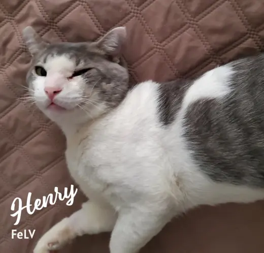 Henry #rags-to-riches