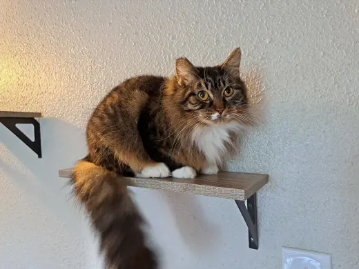 HERA #1724 - Offered by Owner - Shy Female
