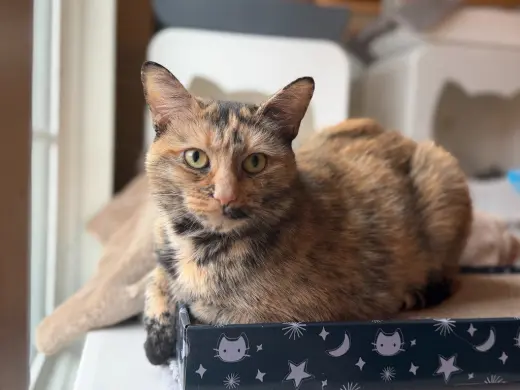 Mimi