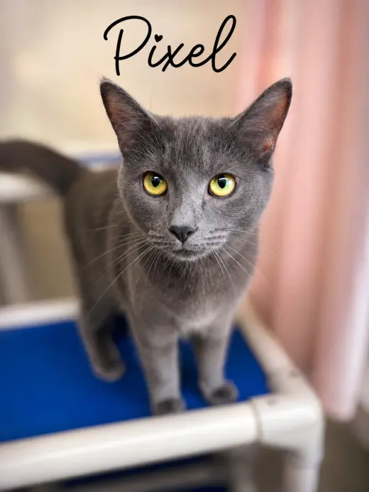 Pixel, Willow Grove PS, (FCID 09/23/2025-121)