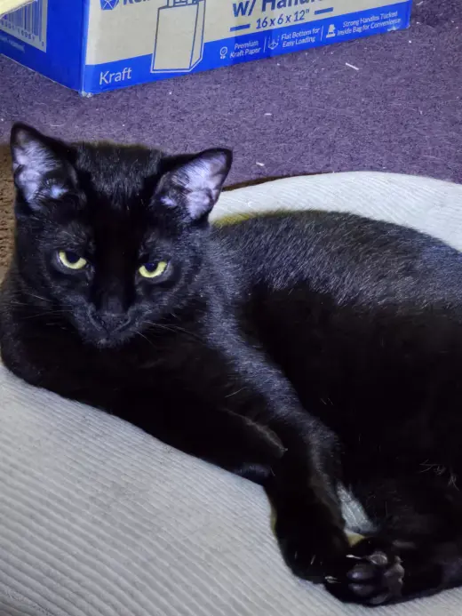 Buddy, Willow Grove Area (08/19/25-108) DC