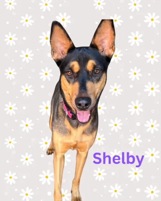 Shelby