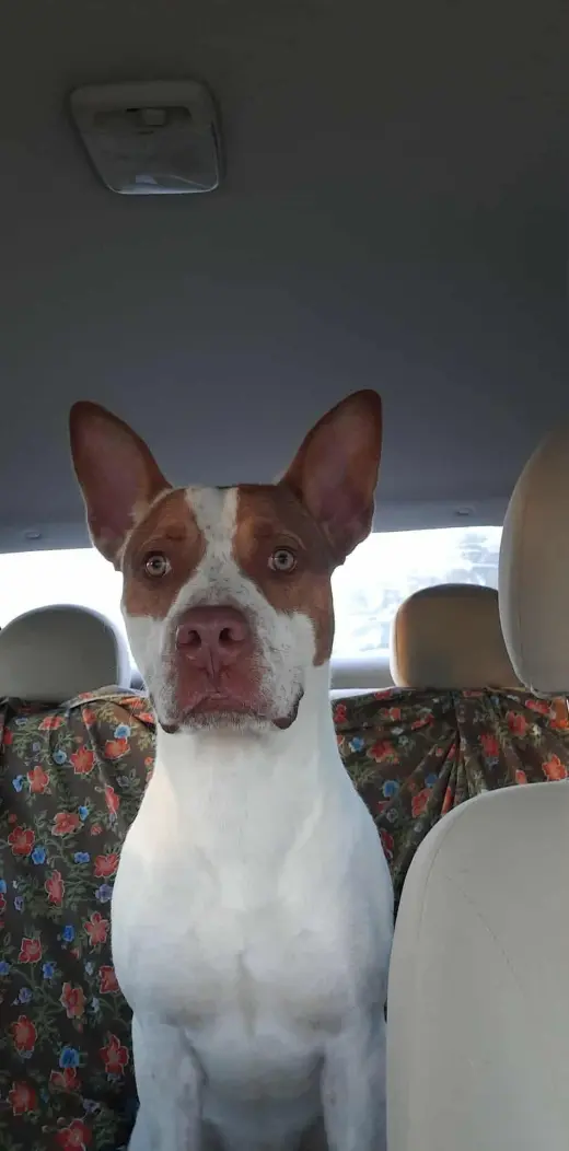 Ajax