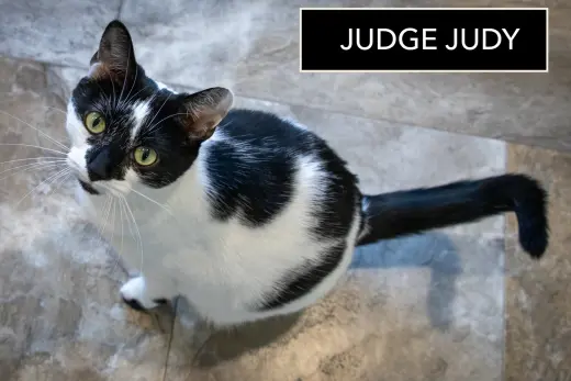 Judge Judy (FCID# 09/22/2025 - 68)