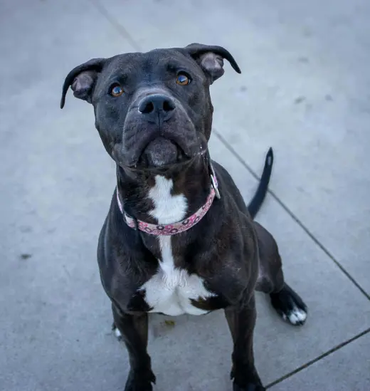 Sasha (sponsored fee)