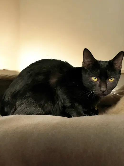 Tango