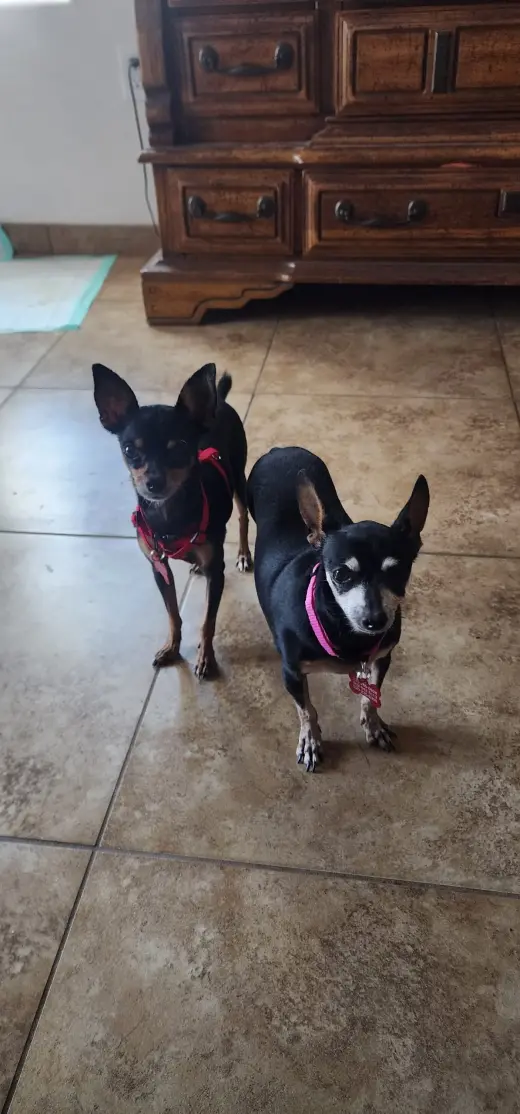 Mia & Pickles