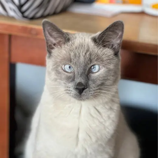 Scotty (Bonded with Miss Maple)