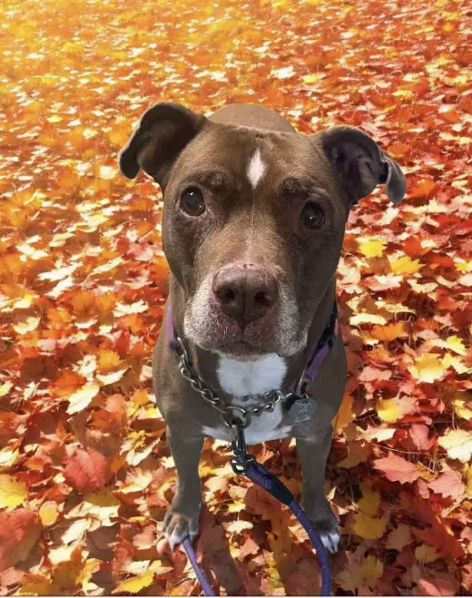 Molly (Foster Dog)