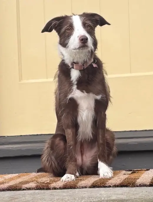 Frankie