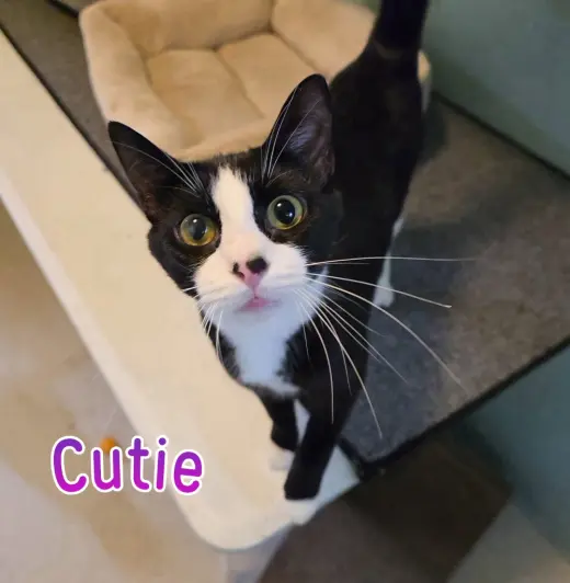Cutie
