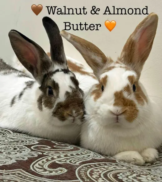 Walnut
