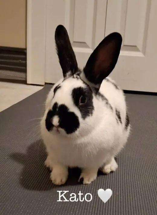 Kato