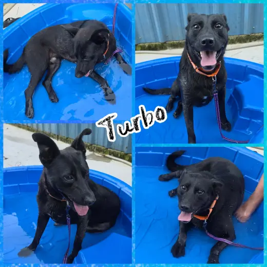 Turbo