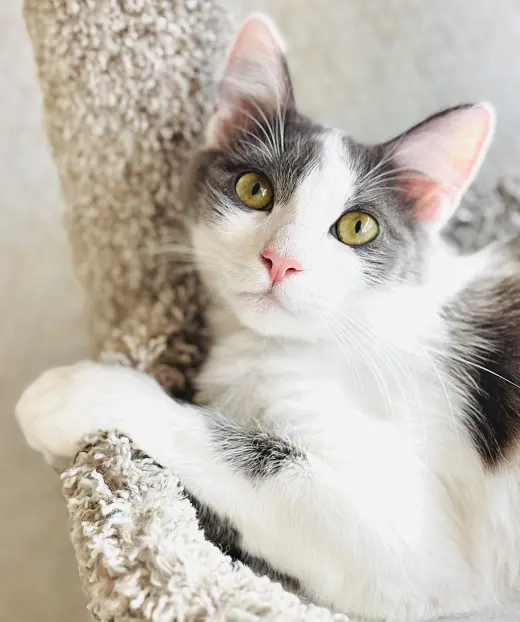 Delilah