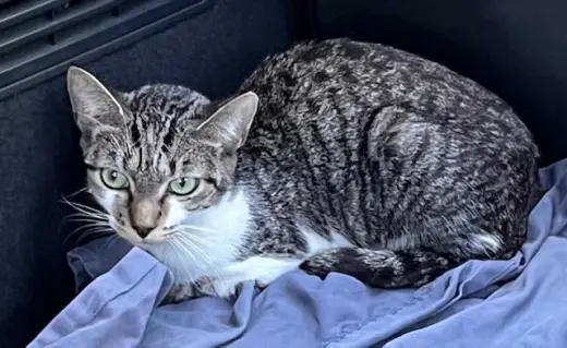 TIGER TINA