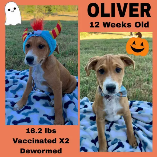 Cindyâs litter