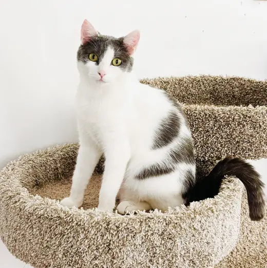Isabella