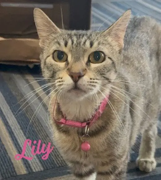 Lily #seeks-out-affection