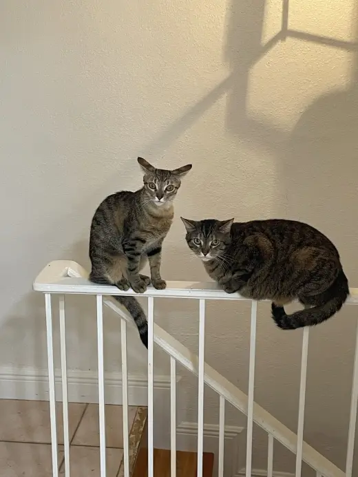 COURTESY POST: Ivy & Missou (Mom & Daughter)