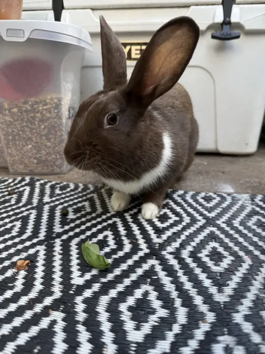 Bunny (Bonnie)