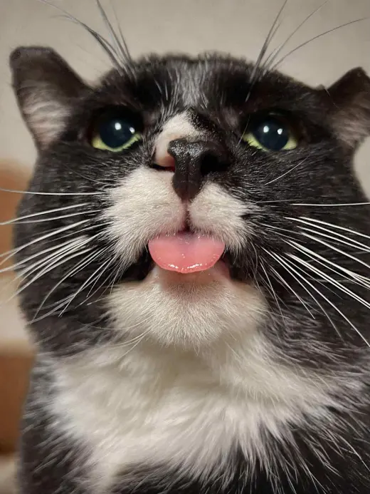 Sylvester (FIV+)