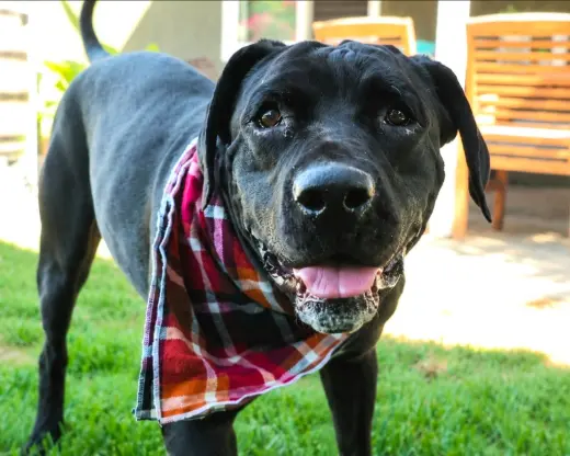 Dudley-Special Needs - Adopt Me!