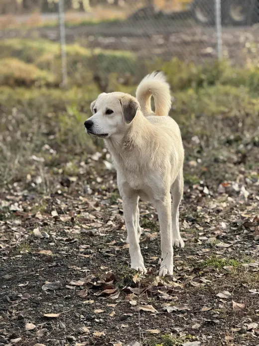 Heidi