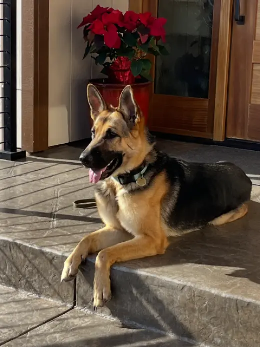 Josie C.