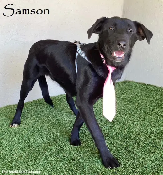 Samson