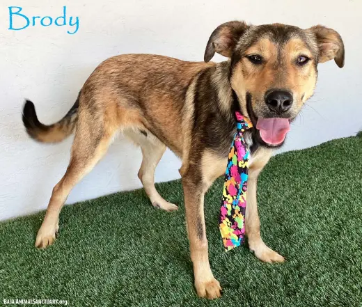 Brody