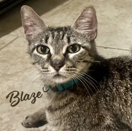 Blaze #momma-cat-of-the-year