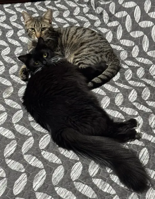 Oliver and Lucy (Bonded Pair)